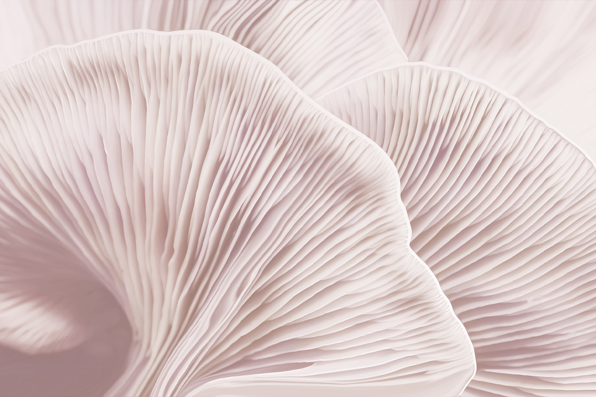 Печать обоев: GENTLE PINK