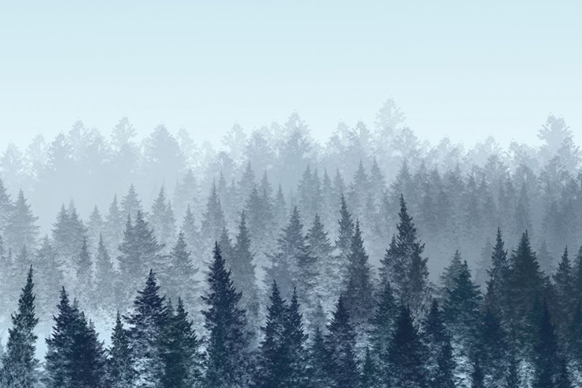 Печать обоев: Туманный лес