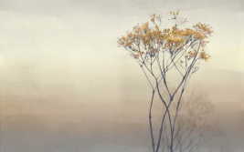 Tenerezza del mattino beige – образец 2