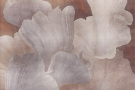 Фунгия бежевая – образец 2