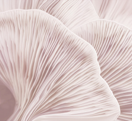 Розовая нежность – образец 1