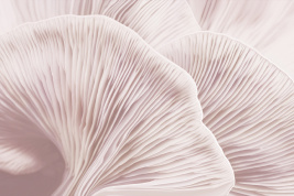 Розовая нежность – образец 2