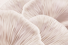 Бежевая нежность – образец 2