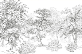 Графика леса – образец 2