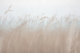 Колос – образец 2