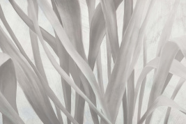 Серая осока – образец 2