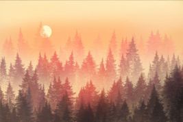 MORNING FOREST – образец 2