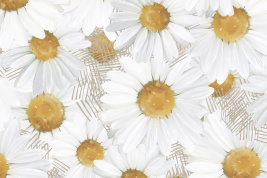 Нежность ромашек – образец 2