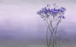 Tenerezza del mattino Viola – образец 2